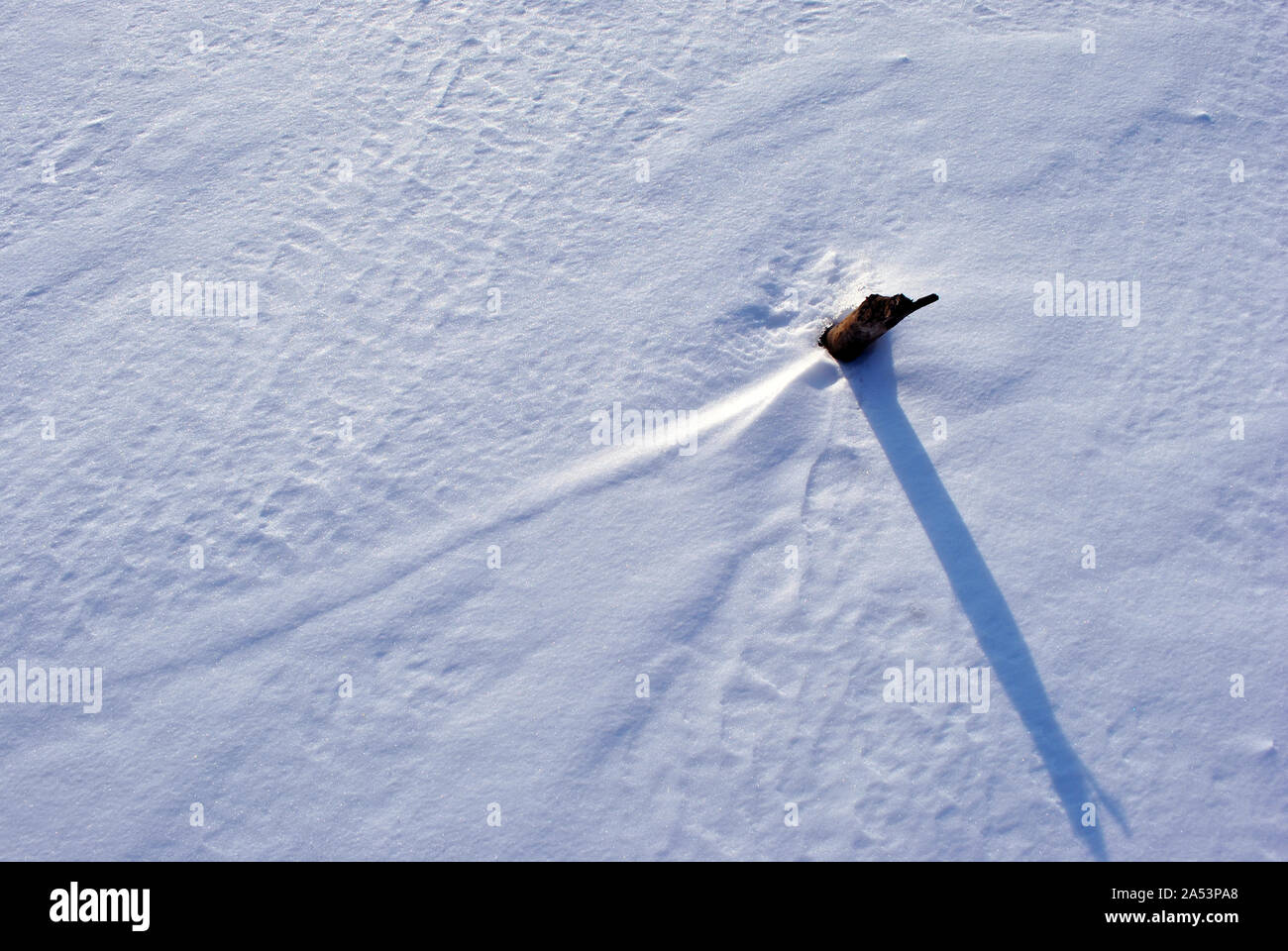 Dry cut reed stem on white snow background, top view Stock Photo