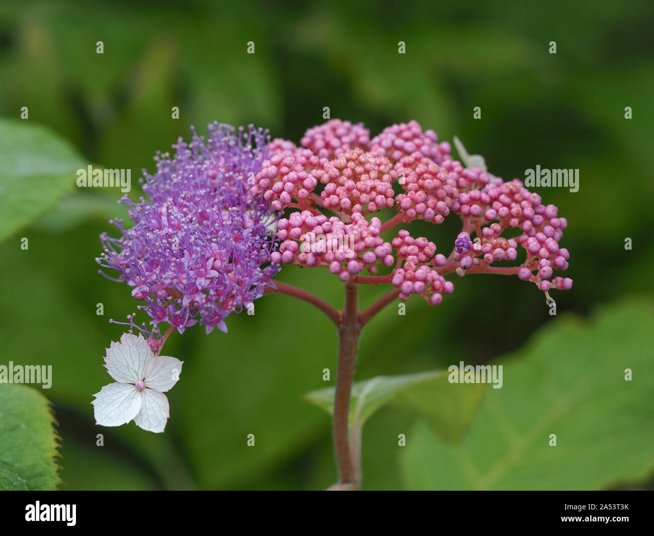 White and lavender flowers and pink buds of Hydrangea aspera 'Rocklon' Stock Photo