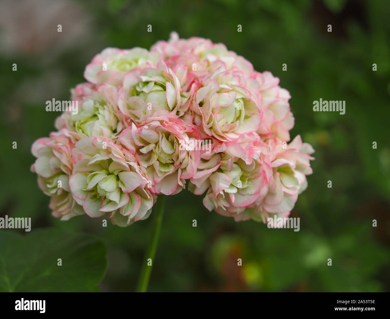 Geranium Appleblossom High Resolution Stock Photography And Images Alamy Geranium Appleblossom High Resolution Stock Photography And Images Alamy