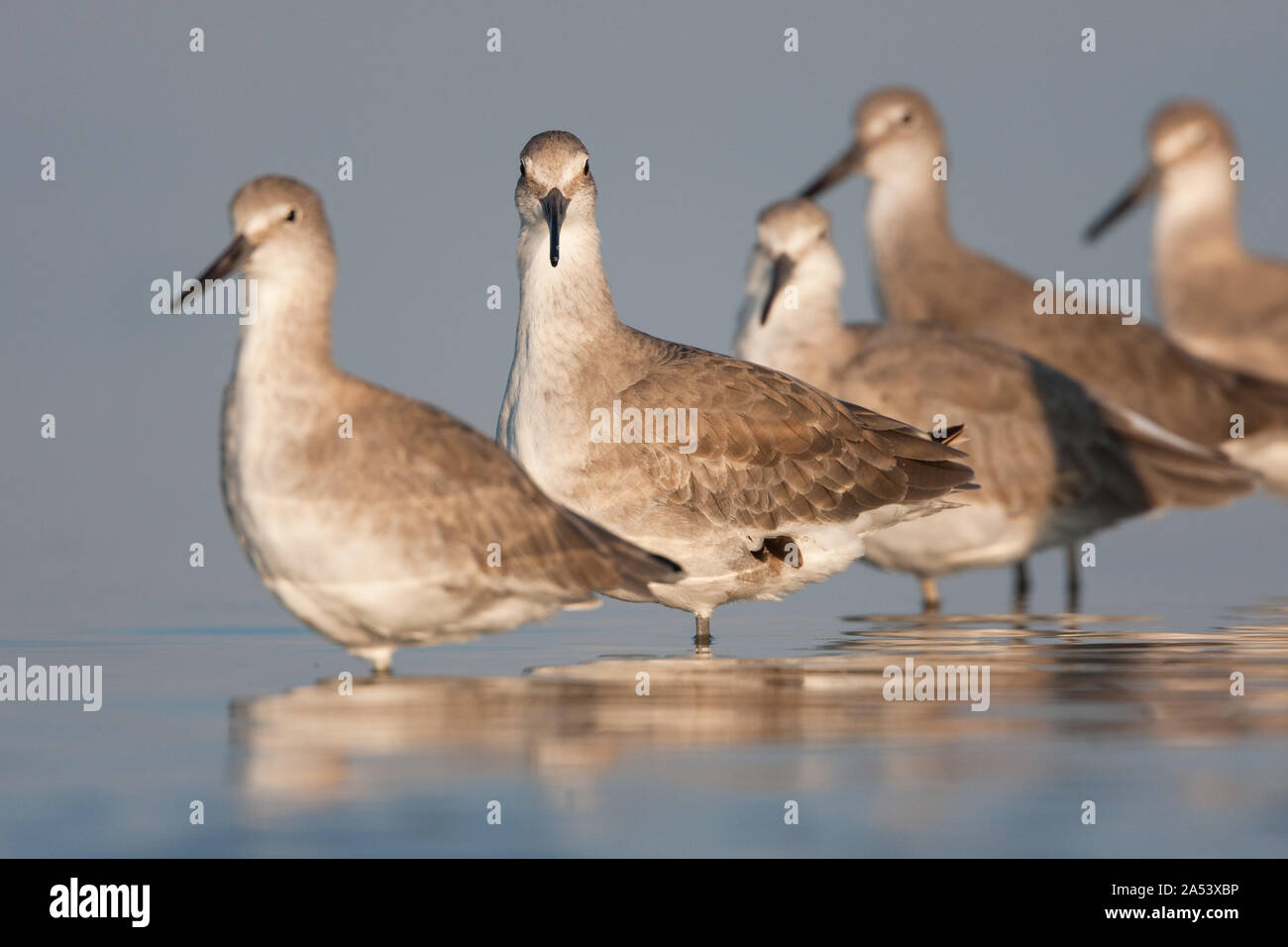 A flock of shorebirds rest in the calm waters of a sheltered coastal lagoon in eastern Florida. Stock Photo