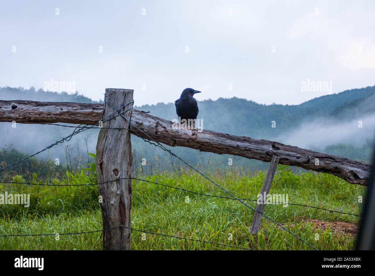 A crow rests on a wooden fence while scanning the fog filled valley below it. Stock Photo