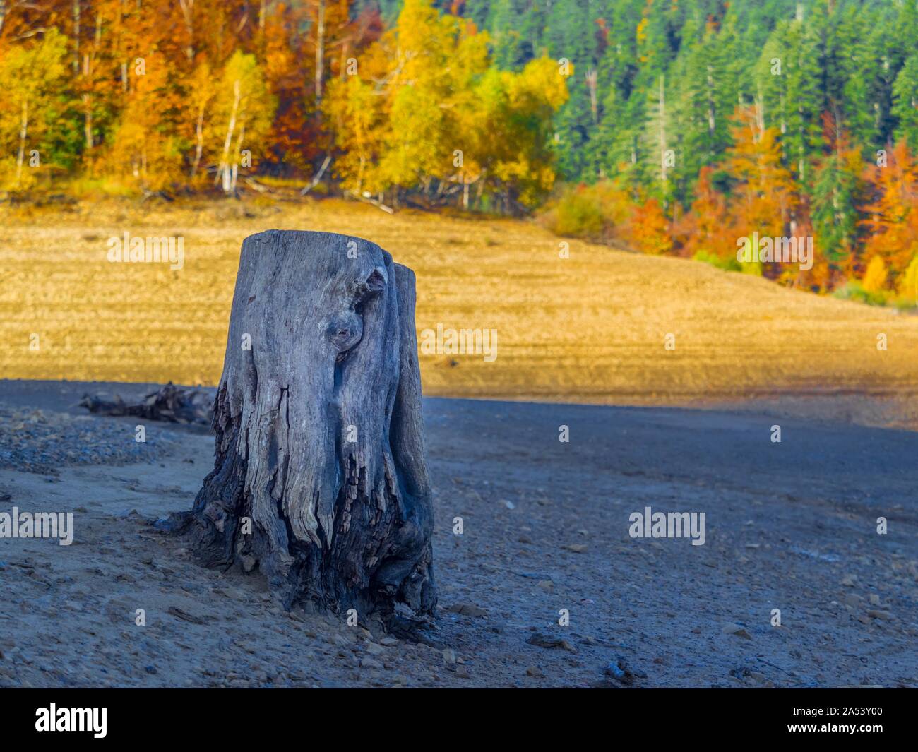 Morning sunlight forest country-side countryside Lokve lake Lokvarsko jezero Croatia lonely dried tree stump in foreground Stock Photo