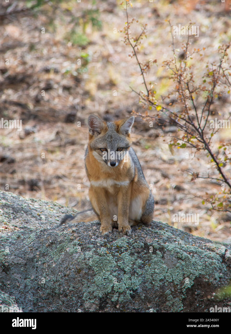 Young Gray Fox or Grey Fox (Urocyon cinereoargenteus) sits on lichen covered boulder in the Pike National Forest Colorado USA. Photo taken in October. Stock Photo