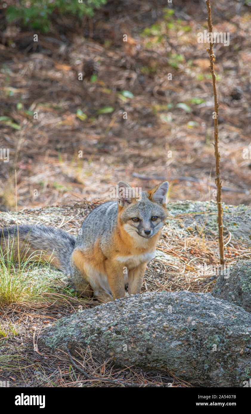 Young Gray Fox or Grey Fox (Urocyon cinereoargenteus) among lichen covered boulders in the Pike National Forest Colorado US. Photo taken in October. Stock Photo