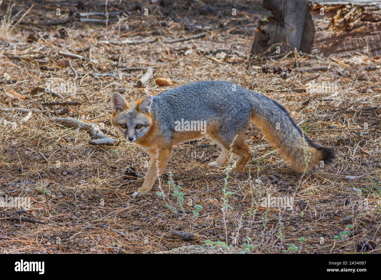 Young Gray Fox or Grey Fox (Urocyon cinereoargenteus) hunting, watches photographer in the Pike National Forest US. Colorado. Photo taken in October. Stock Photo