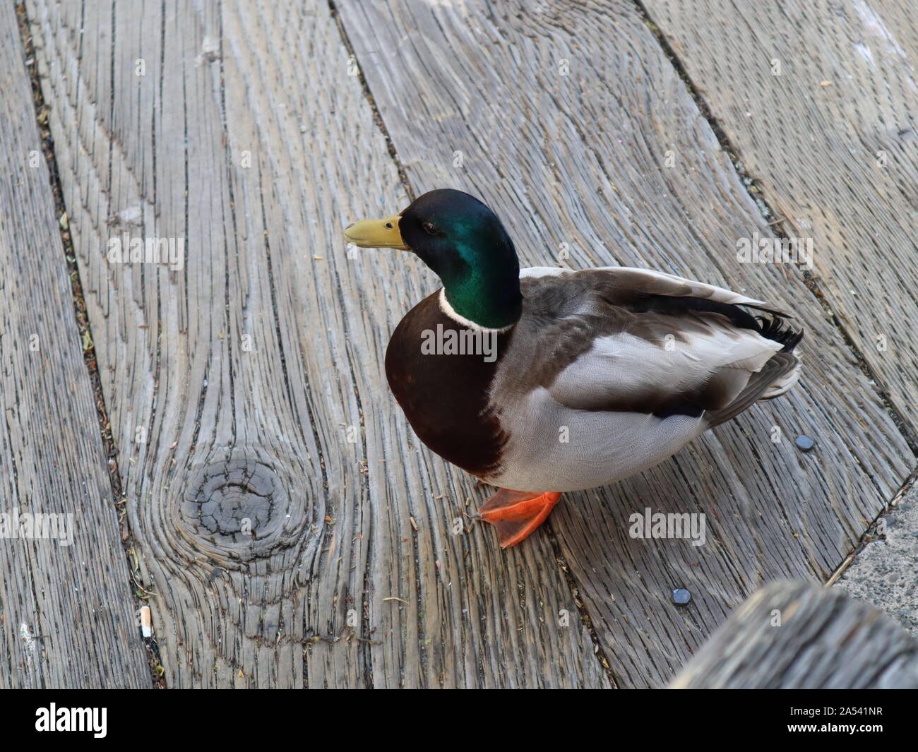duck for cover! Stock Photo Alamy