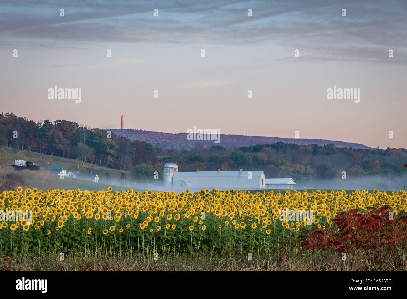 Sunflowers in bloom on farmland with rolling hills, white barn and High