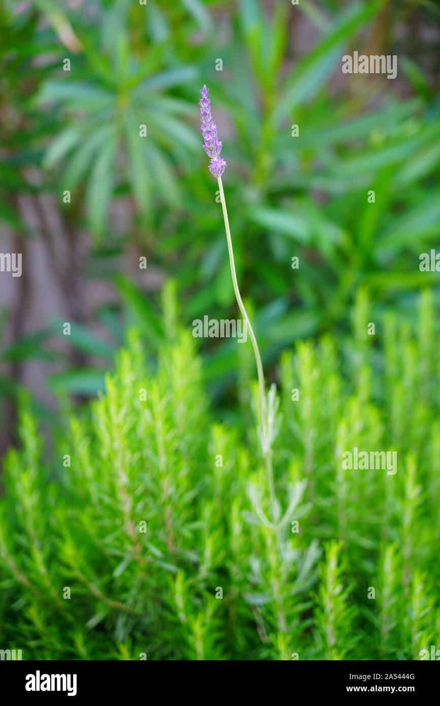 Stems of blue lavender plants growing in the garden Stock Photo Alamy