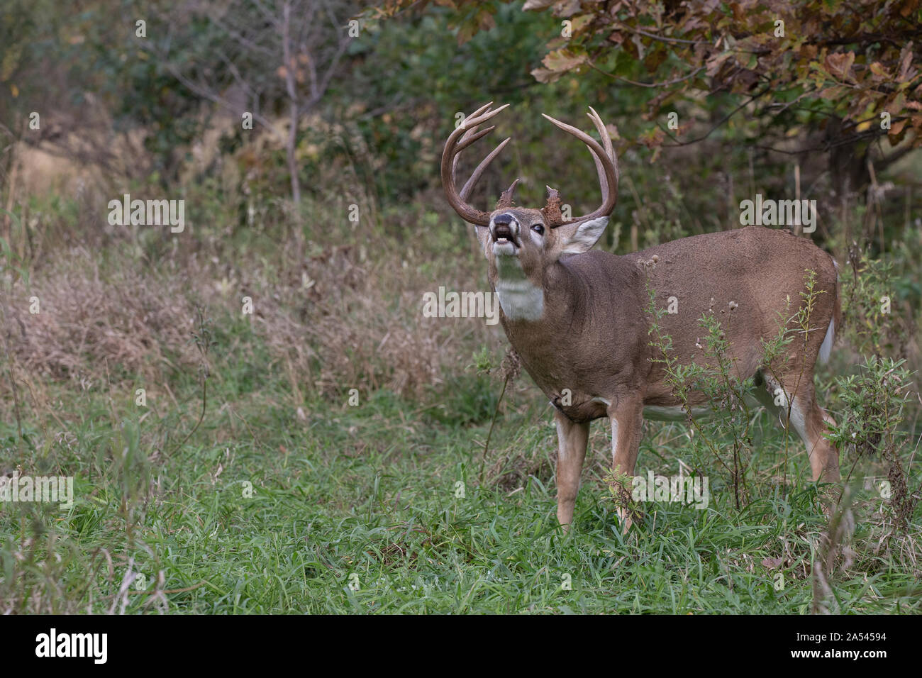 White-tailed Deer (Odocoileus virginianus), buck doing a lip curl Stock Photo