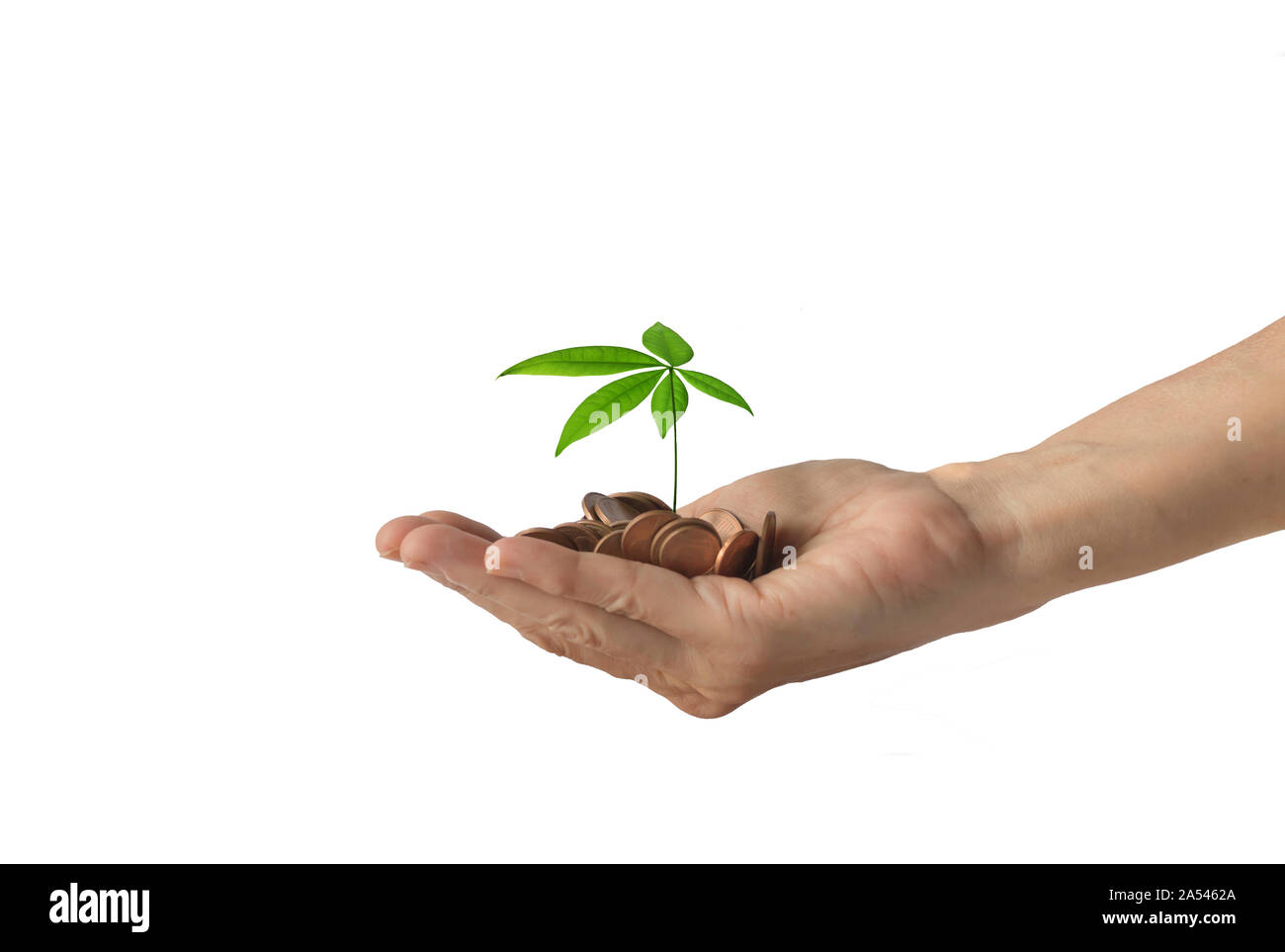 Human hand with heap of money and a small tree on it, isolated on a white background Stock Photo