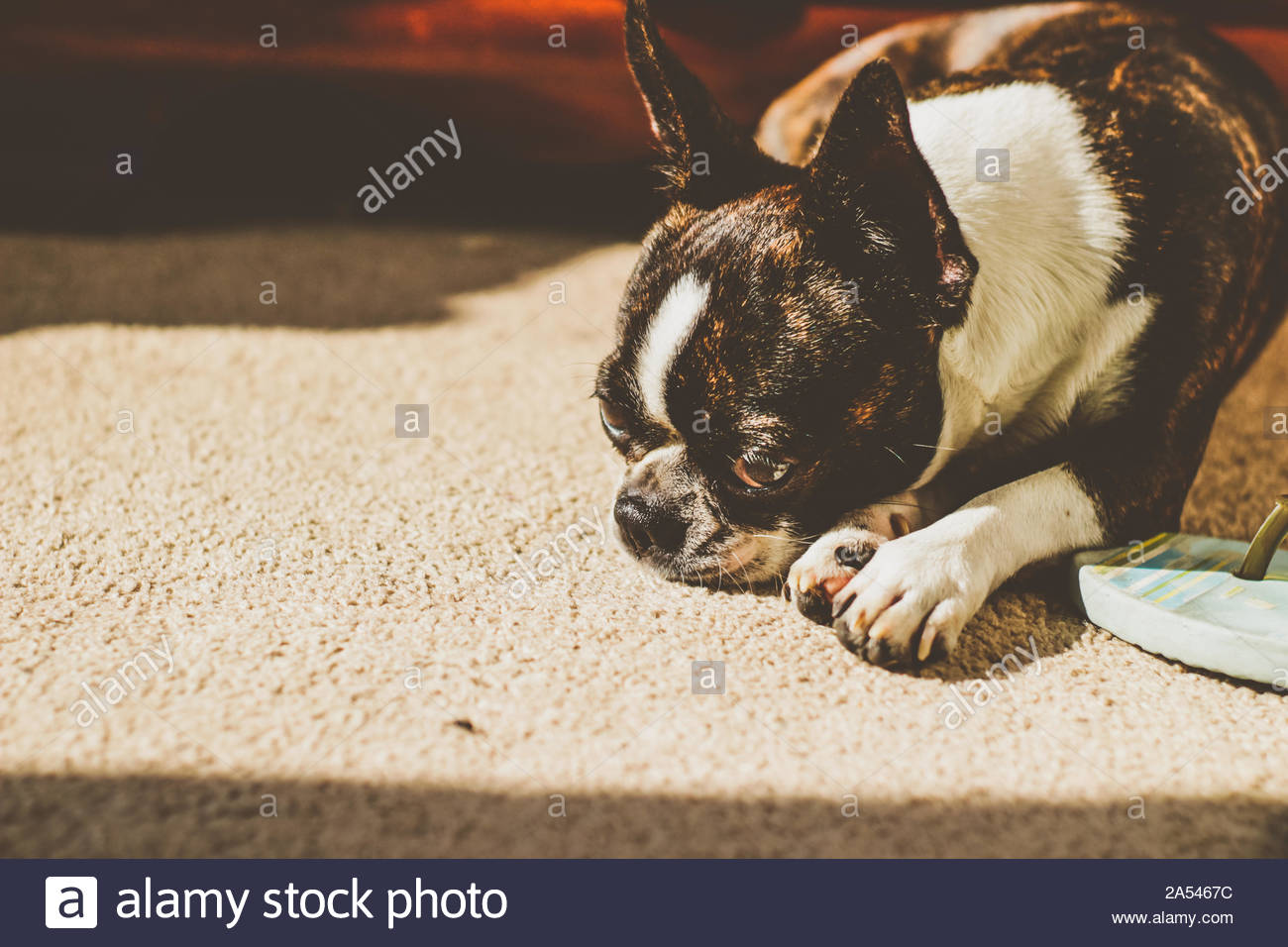 Short Haired Brown And White Puppy Stock Photo 330162992 Alamy