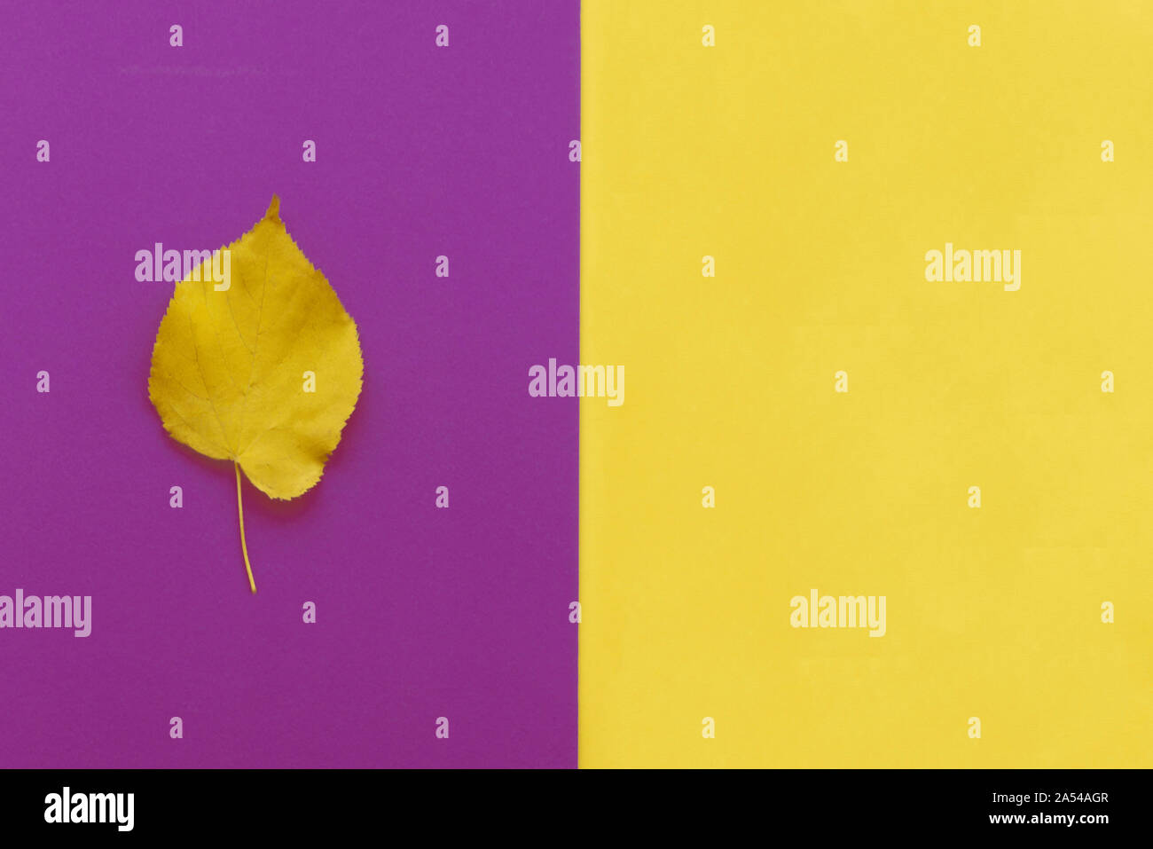 Autumn leaf flat lay composition. Yellow leaf on colorful paper background. Autumn concept. Fall leaves design. Top view, copy space Stock Photo