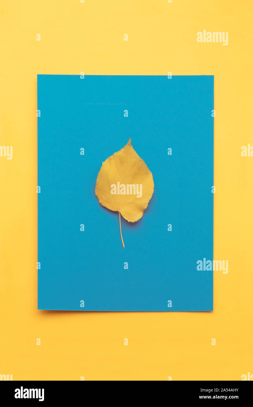 Autumn leaf flat lay composition. Yellow leaf on colorful paper background. Autumn concept. Fall leaves design. Top view, copy space Stock Photo