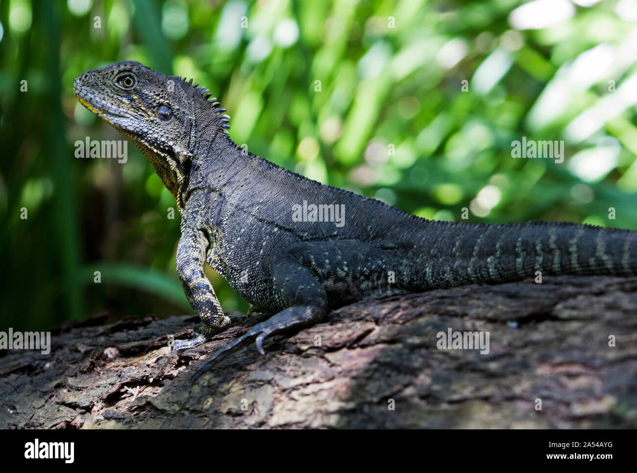 Australian Eastern Water Dragon lizard Itellagama lesueurii with alert expression on log against background of green foliage in city park Stock Photo