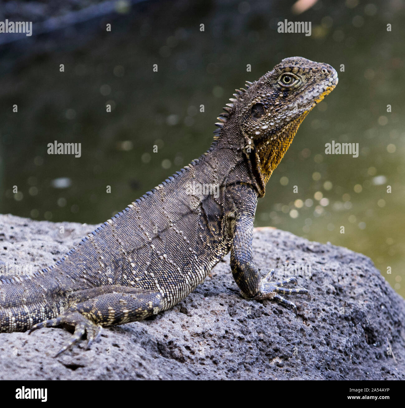 Australian Eastern Water Dragon lizard, Itellagama lesueurii, in the wild and with alert expression on rock beside water in city park. Stock Photo