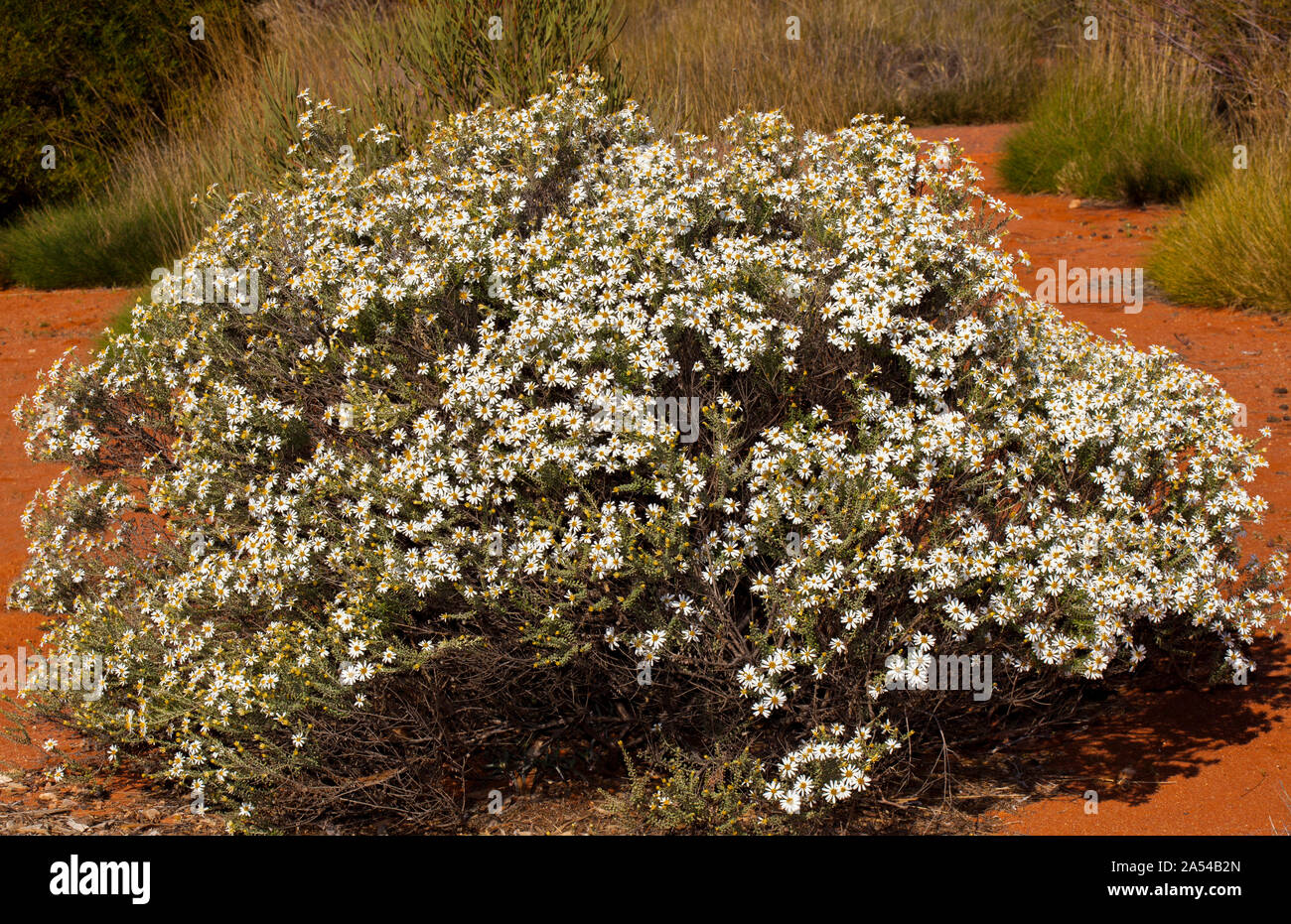 Australian native shrub, Olearia pimelioides, Showy Daisy Bush, covered with mass of white flowers against red soil of arid landscape, South Australia Stock Photo
