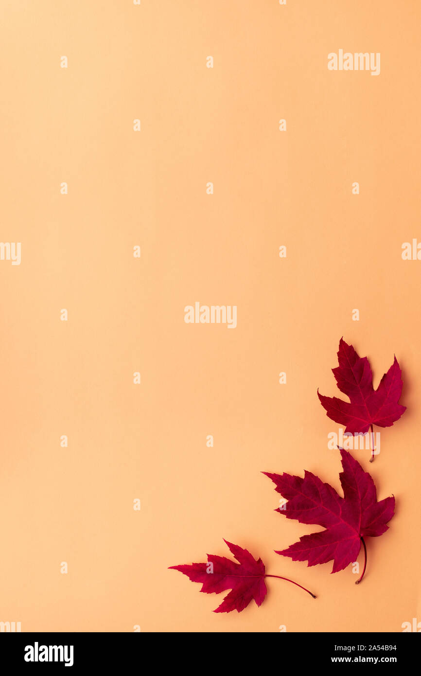 Autumn leaf flat lay composition. Frame from red maple leaves on orange paper background. Autumn concept. Fall leaves design. Top view, copy space. Stock Photo