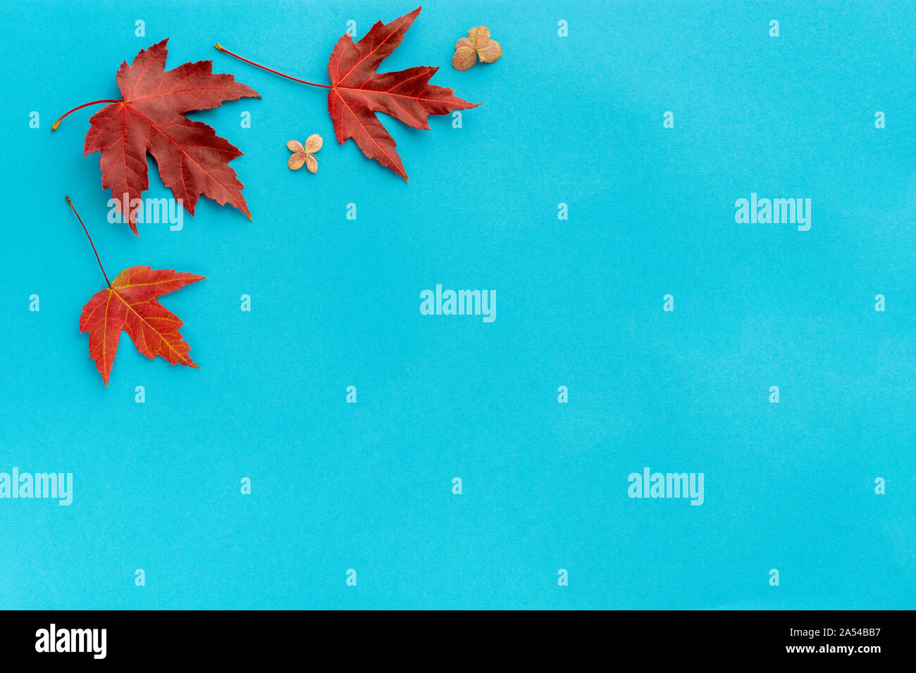 Autumn leaf flat lay composition. Frame from red maple foliage on blue paper background. Autumn composition top view. Fall leaves design. Copy space. Stock Photo