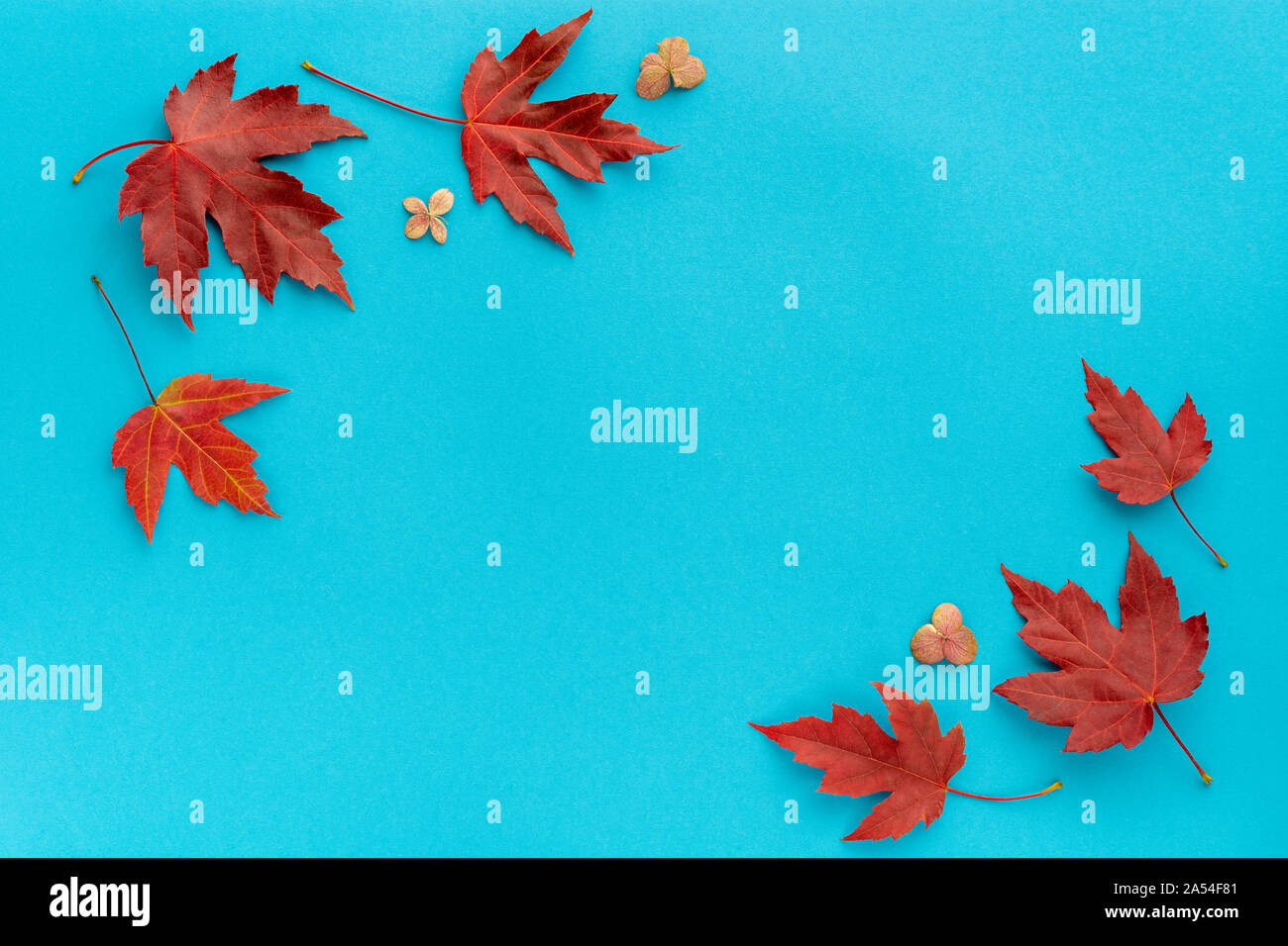 Autumn leaf flat lay composition. Frame from red maple leaves on blue paper background. Autumn concept. Fall leaves design. Top view, copy space Stock Photo