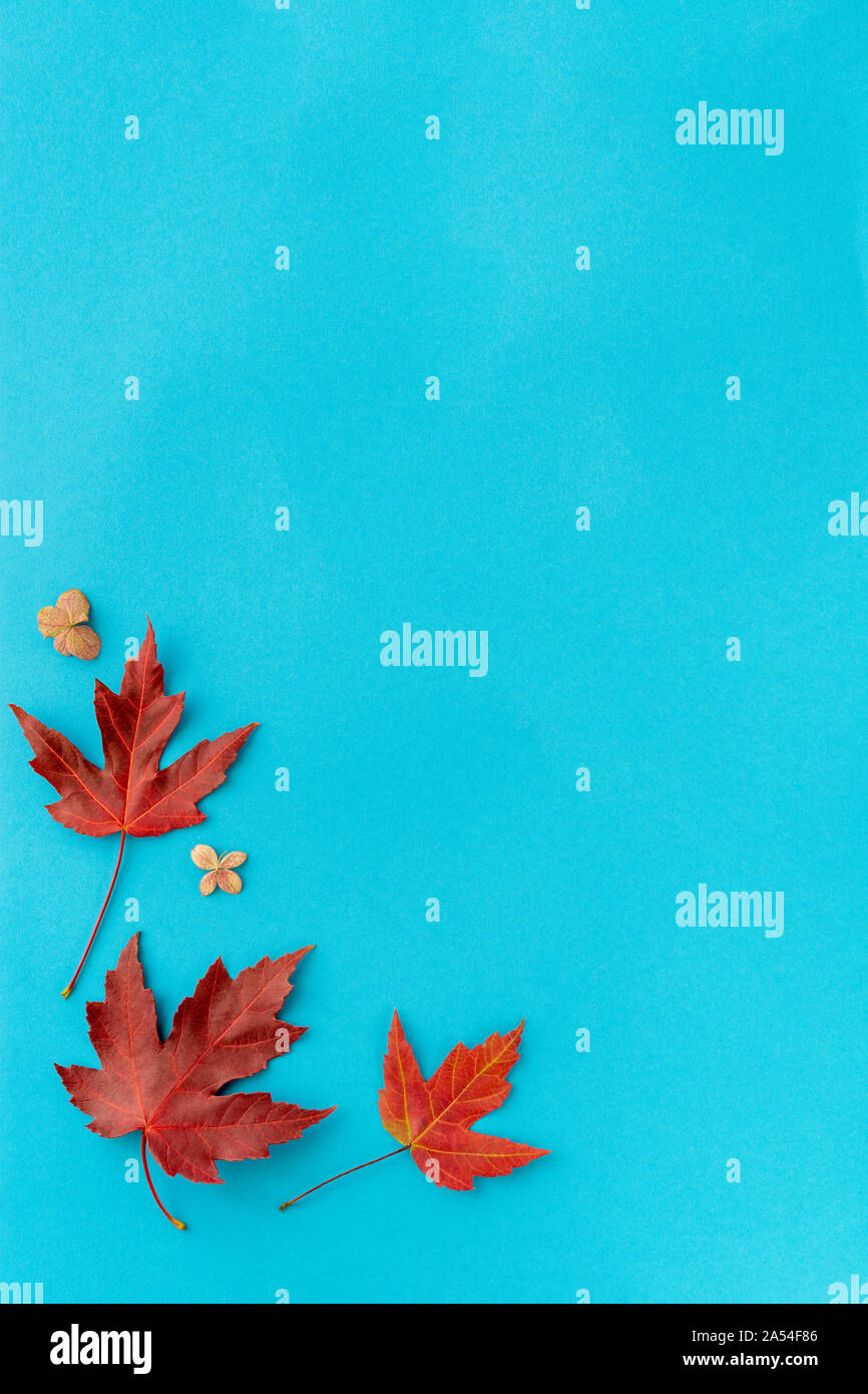 Autumn leaf flat lay composition. Frame from red maple foliage on blue paper background. Autumn composition top view. Fall leaves design. Copy space. Stock Photo