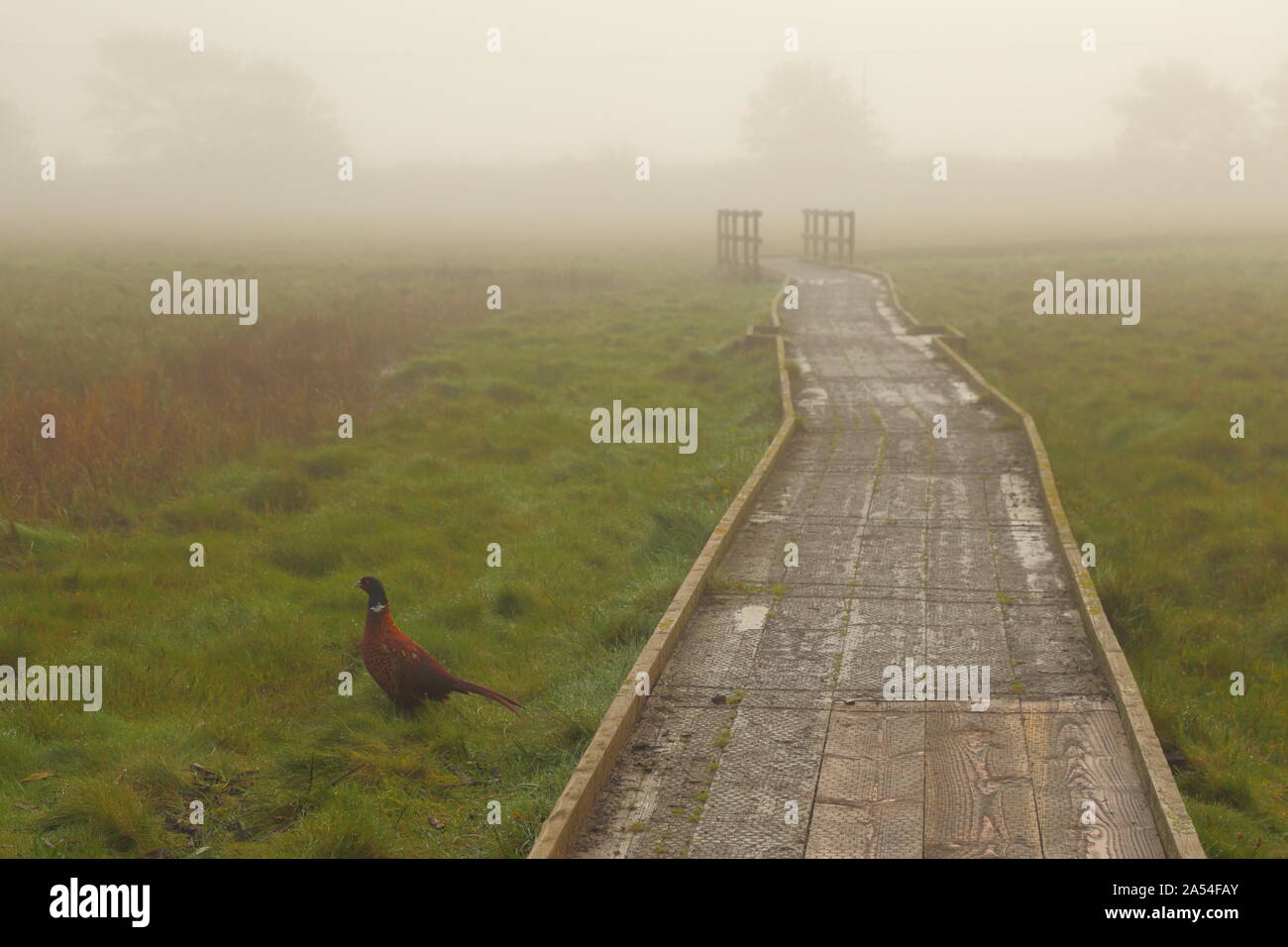 Pheasant near footpath in Seaton Wetlands, Devon on a foggy day Stock Photo
