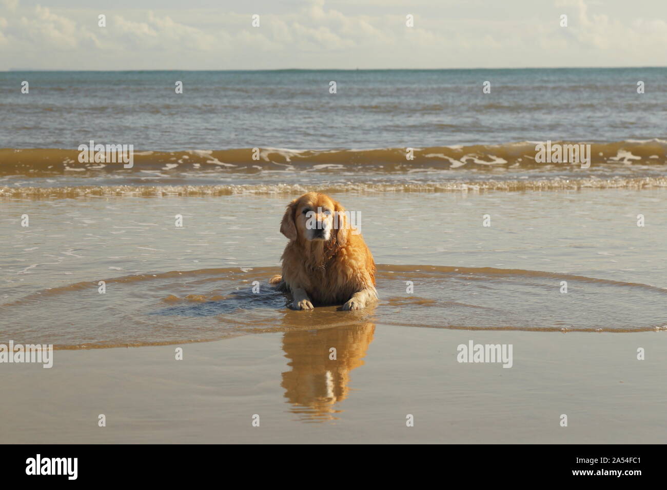Dog laying on a sandy beach Stock Photo