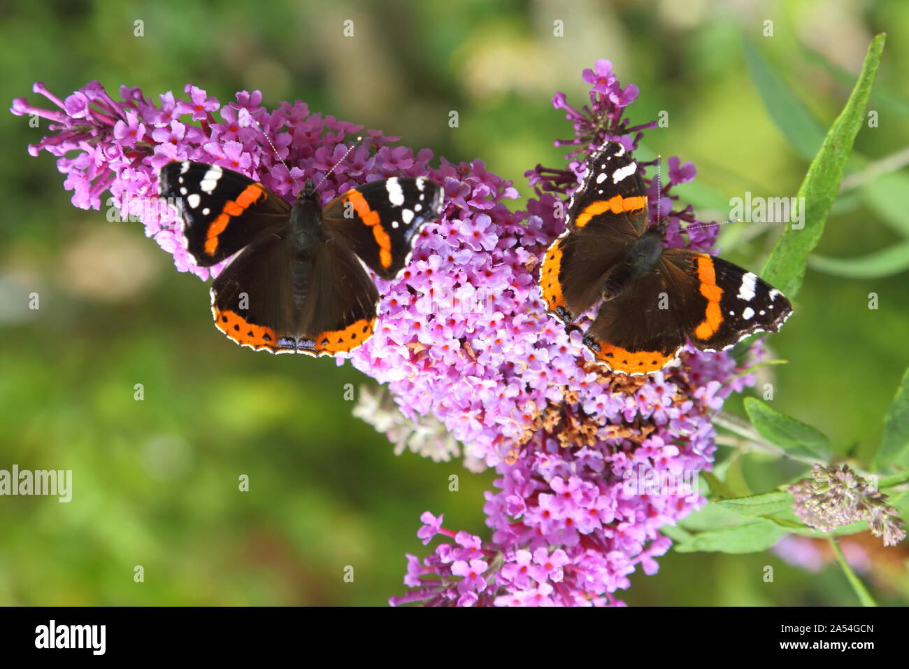 Red Admiral (Vanessa atalanta) butterflies on Buddleja flower Stock Photo