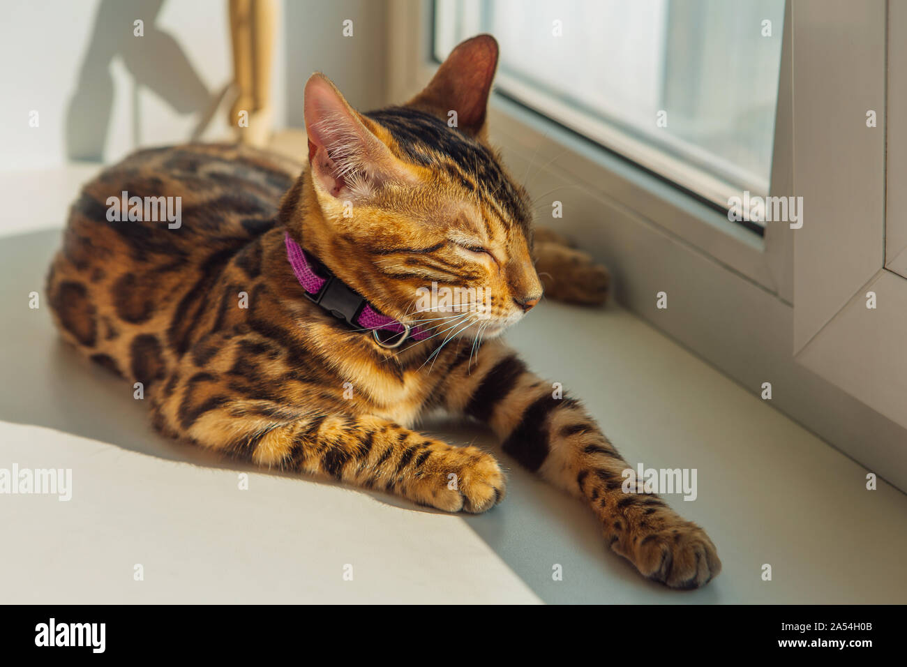 Cute bengal kitty cat laying next to the window at home Stock Photo - Alamy