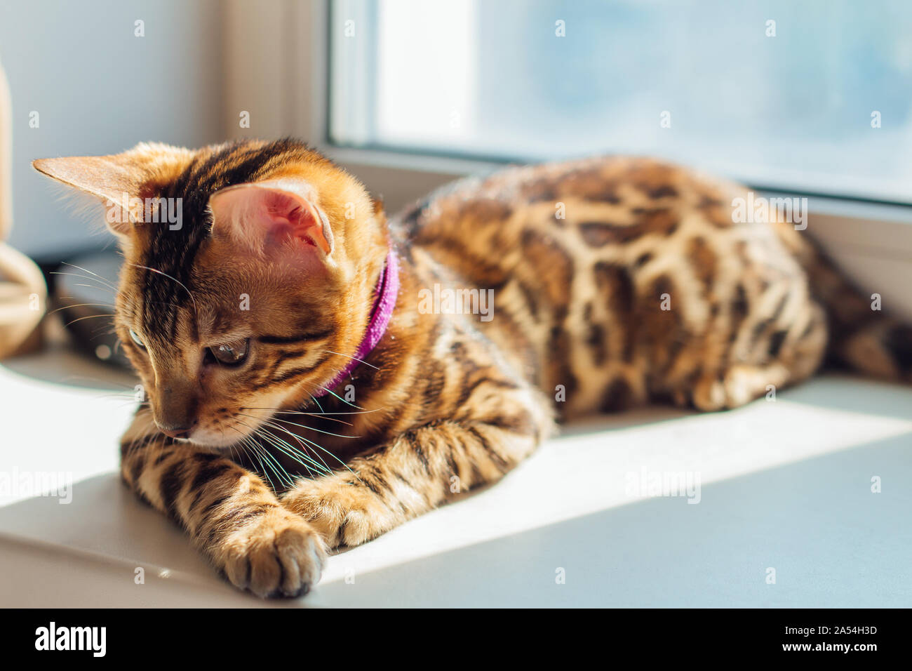 Cute bengal kitty cat laying next to the window at home Stock Photo - Alamy