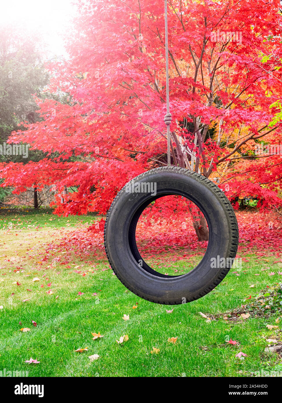 Colorful bright red and orange Japanese maple leaves on trees (Acer palmatum) and scattered on the grass on an autumn day with a child’s tire swing in Stock Photo