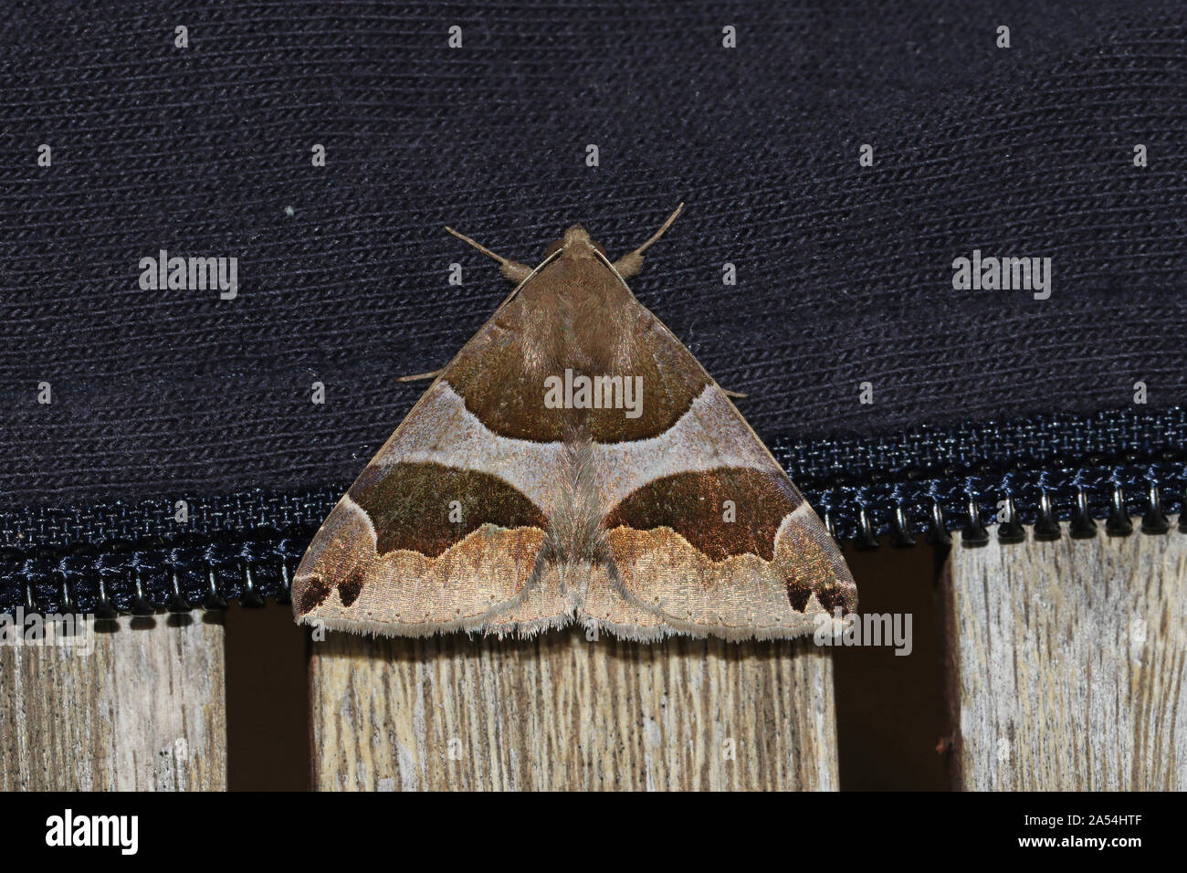 Passenger moth dysgonia algira family noctuidae with a very geometric pattern on a wooden and cloth surface in Italy native to Africa and S Europe Stock Photo