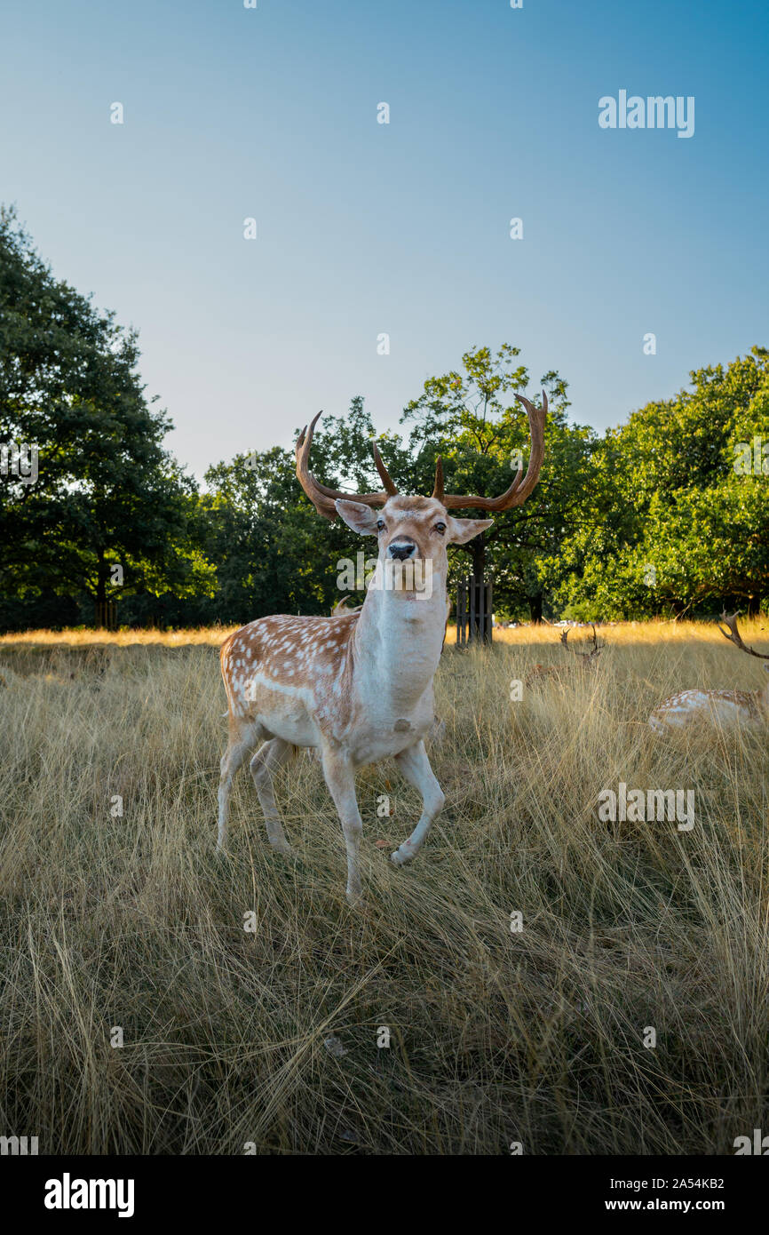 Wild Deer Posing For The Camera Stock Photo Alamy