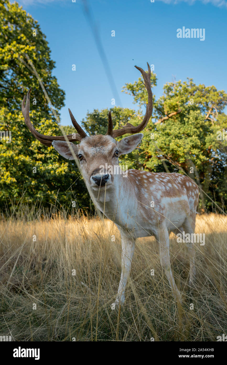 Wild Deer Posing For The Camera Stock Photo Alamy