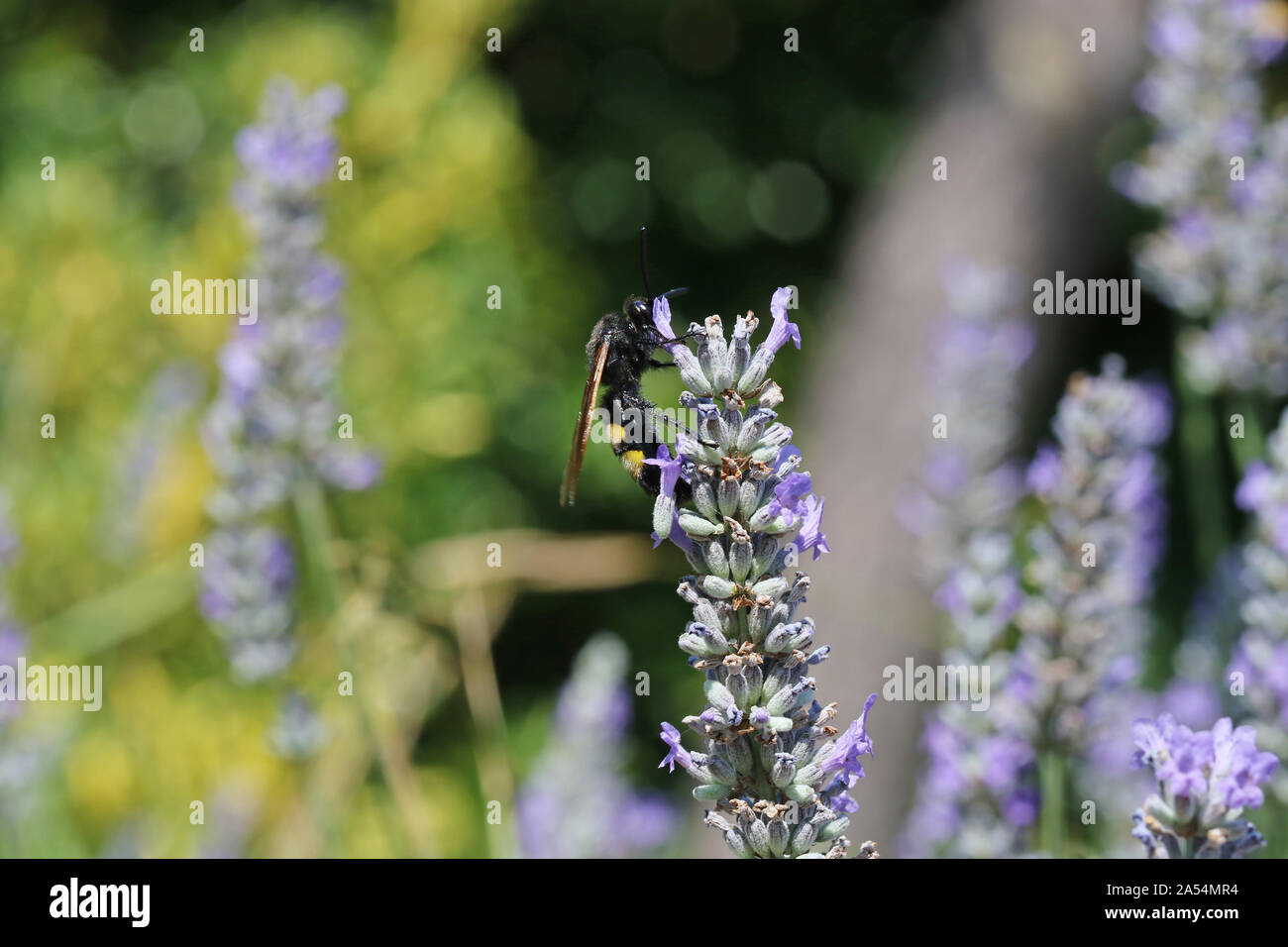 mammoth wasp Latin megascolia maculata family scoliidae largest wasp in Europe this is a male with a black head feeding on a lavender flower in Italy Stock Photo