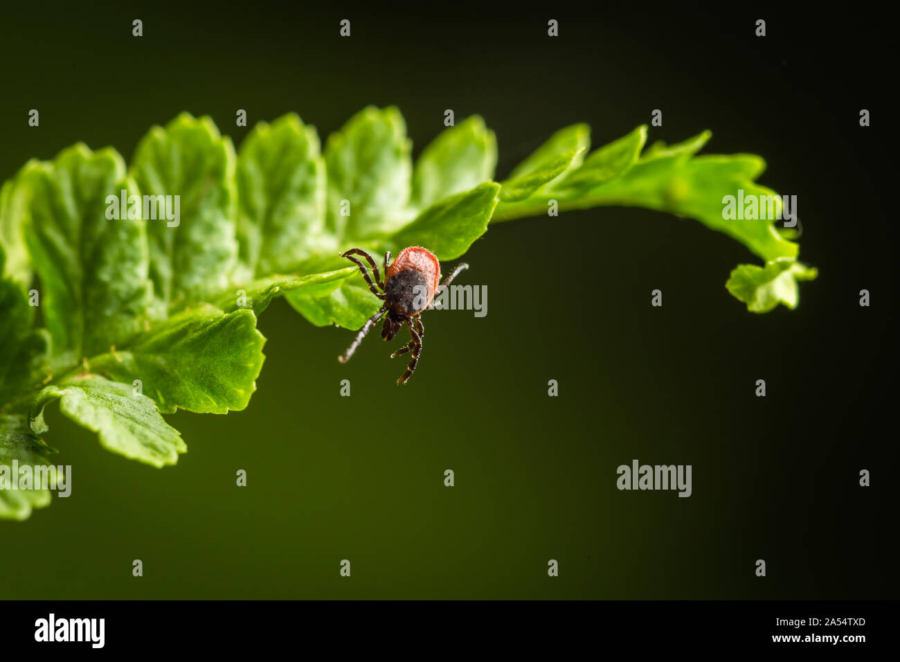 Wood tick hangs on a leaf. Green background. Lurking wood tick. Female