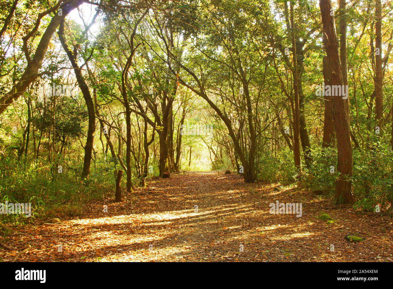 Mt. Tatsuta, autumn Stock Photo - Alamy