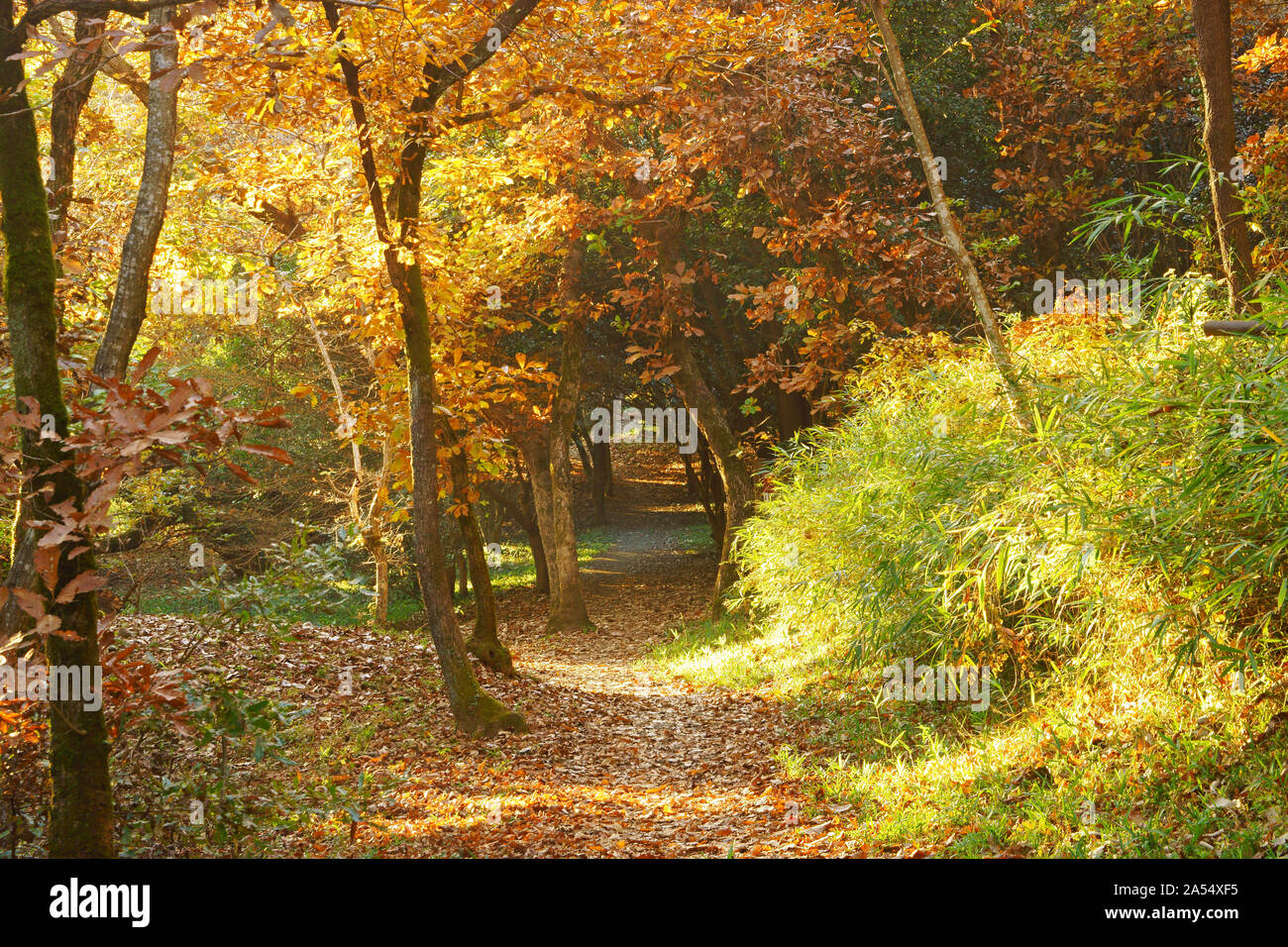 Mt. Tatsuta, autumn Stock Photo - Alamy