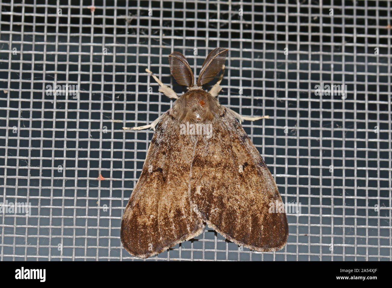 European gypsy moth Latin lymantria dispar family erebidae a large hairy moth with very furry or feathery antennae at rest on a mesh surface in summer Stock Photo