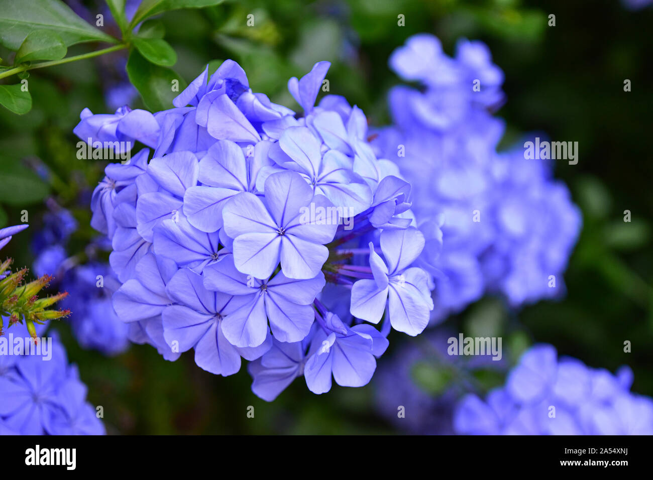 Plumbago plant in flower, blue petals Stock Photo