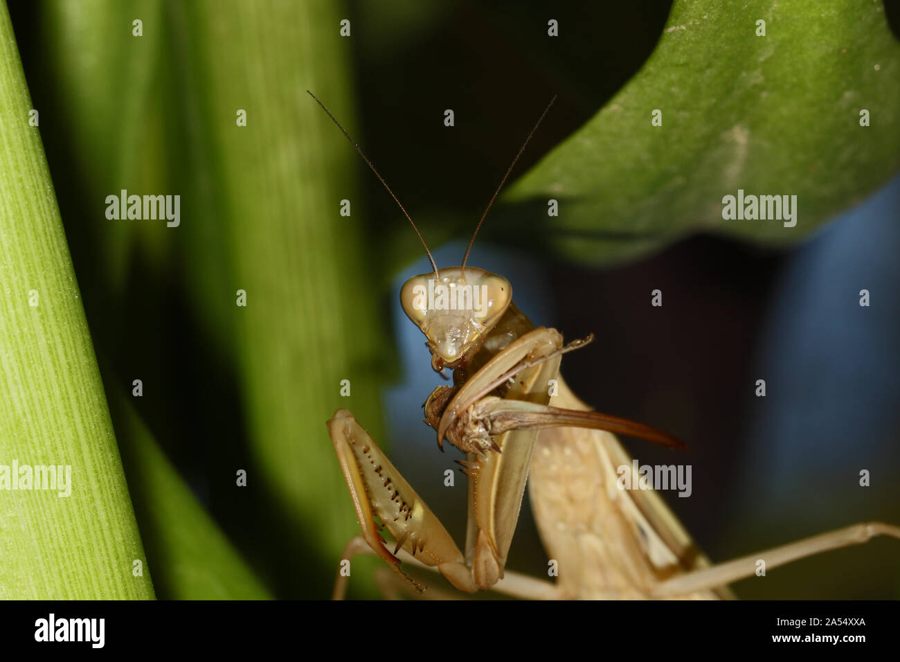 wild brown European praying mantis or mantid Latin mantis religiosa state symbol of Connecticut eating a live cricket or katydid on a calla lily leaf Stock Photo