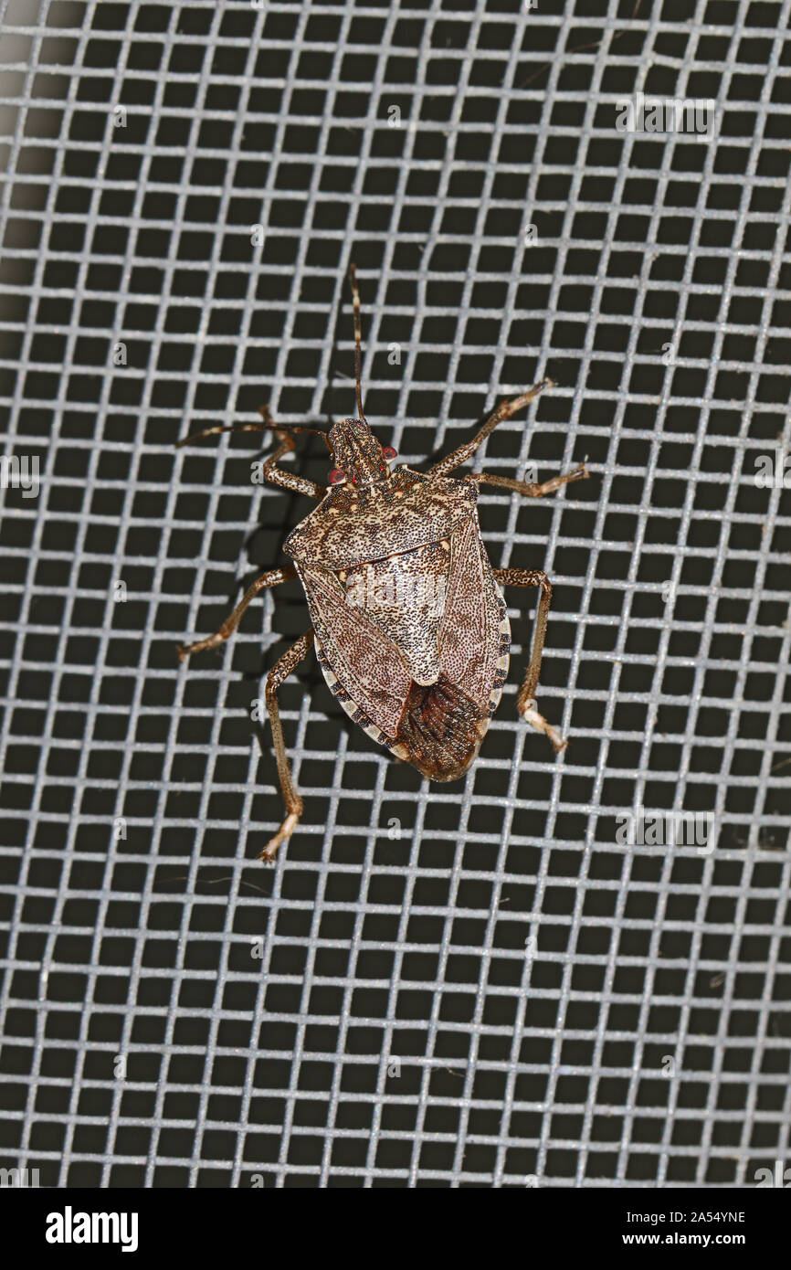 brown marmorated stink bug Latin halyomorpha halys from the pentatomidae family on a screen door in Italy a serious pest in Europe and the USA Stock Photo