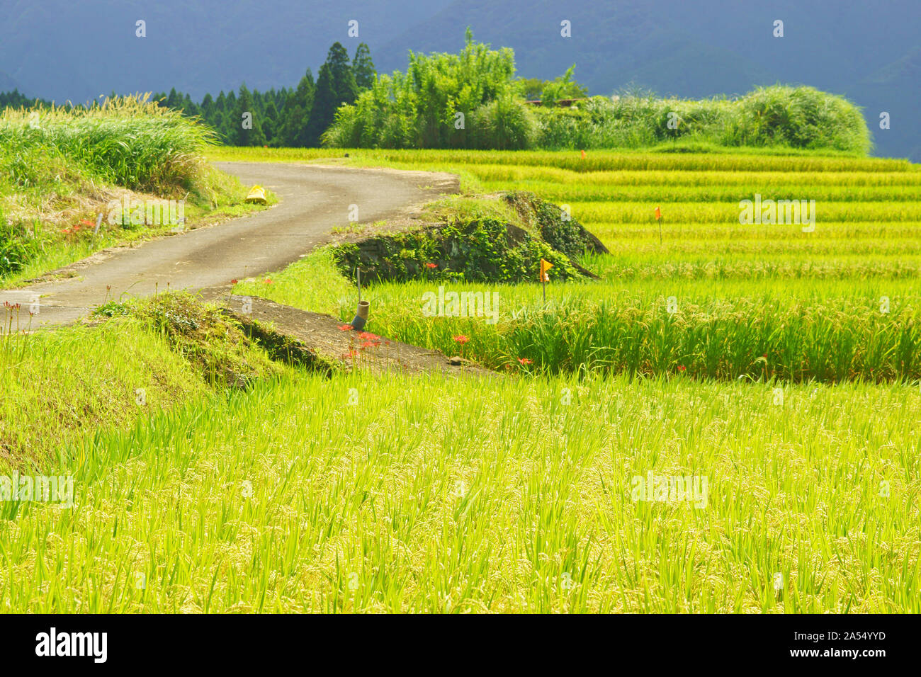 Sunset, Ishigaki Island, Okinawa Prefecture, Japan Stock Photo