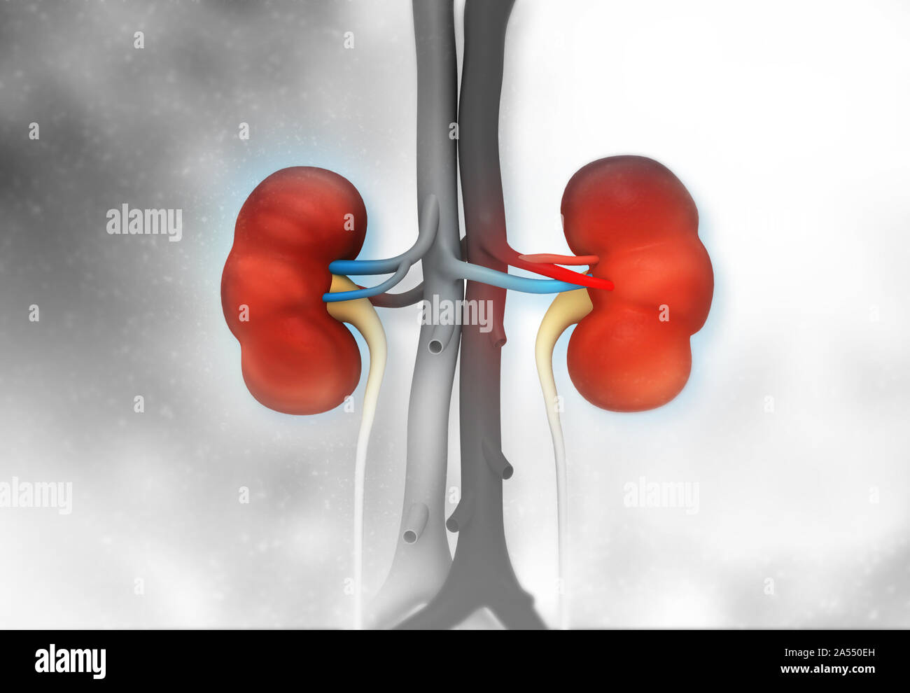 Human kidney anatomy on scientific background. 3d illustration Stock