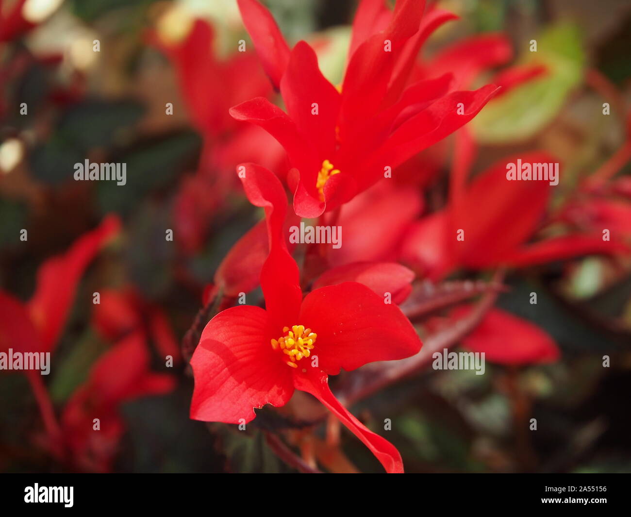 Red begonia flowers with yellow stamens, leaves in background Stock Photo