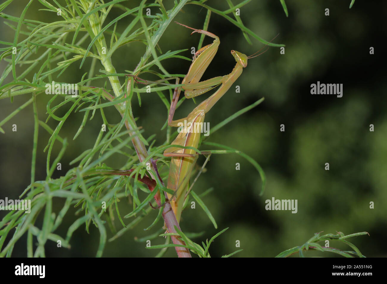 European praying mantis or mantid Latin mantis religiosa on a wild flower in summer in Italy state symbol or animal of Connecticut Stock Photo