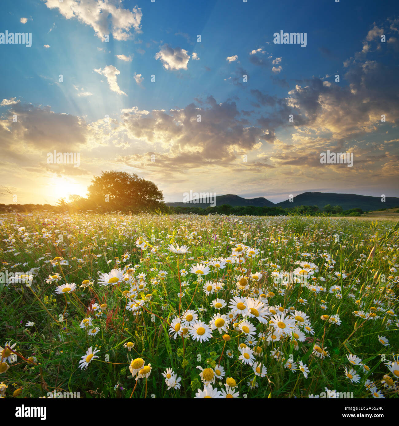 Spring daisy flowers  in meadow. Beautiful landscapes. Stock Photo