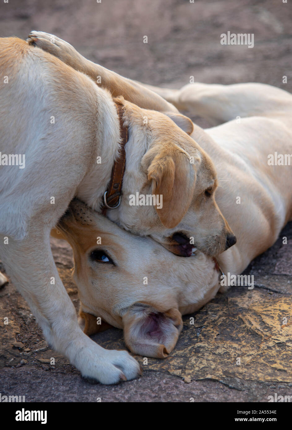 Do Labrador Dogs Bite