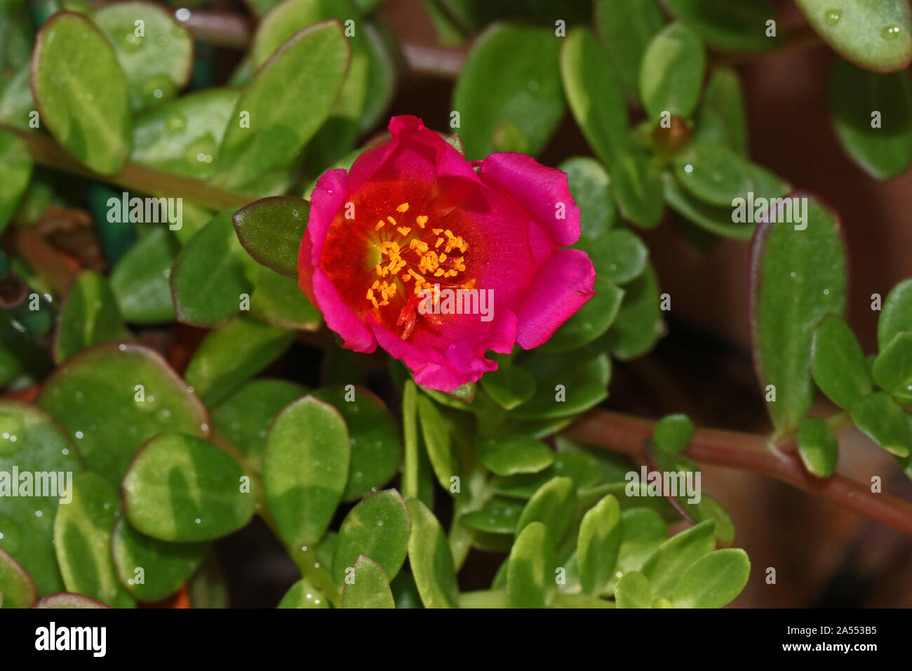 portulaca flower a close relative of common purslane also called pursley, verdolaga, red root or pigweed Latin portulaca oleracea an edible vegetable Stock Photo