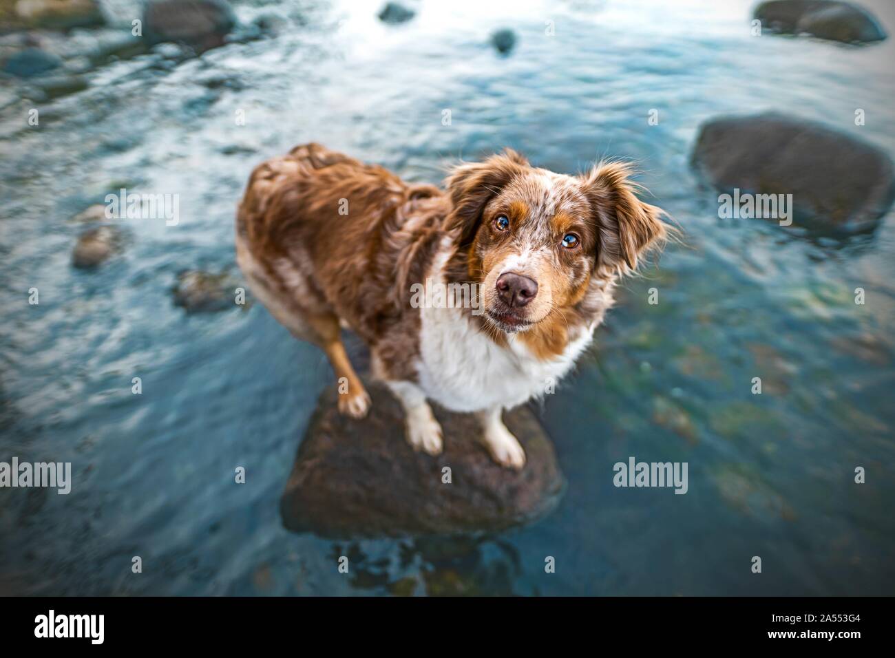 standing Australian Shepherd Stock Photo - Alamy