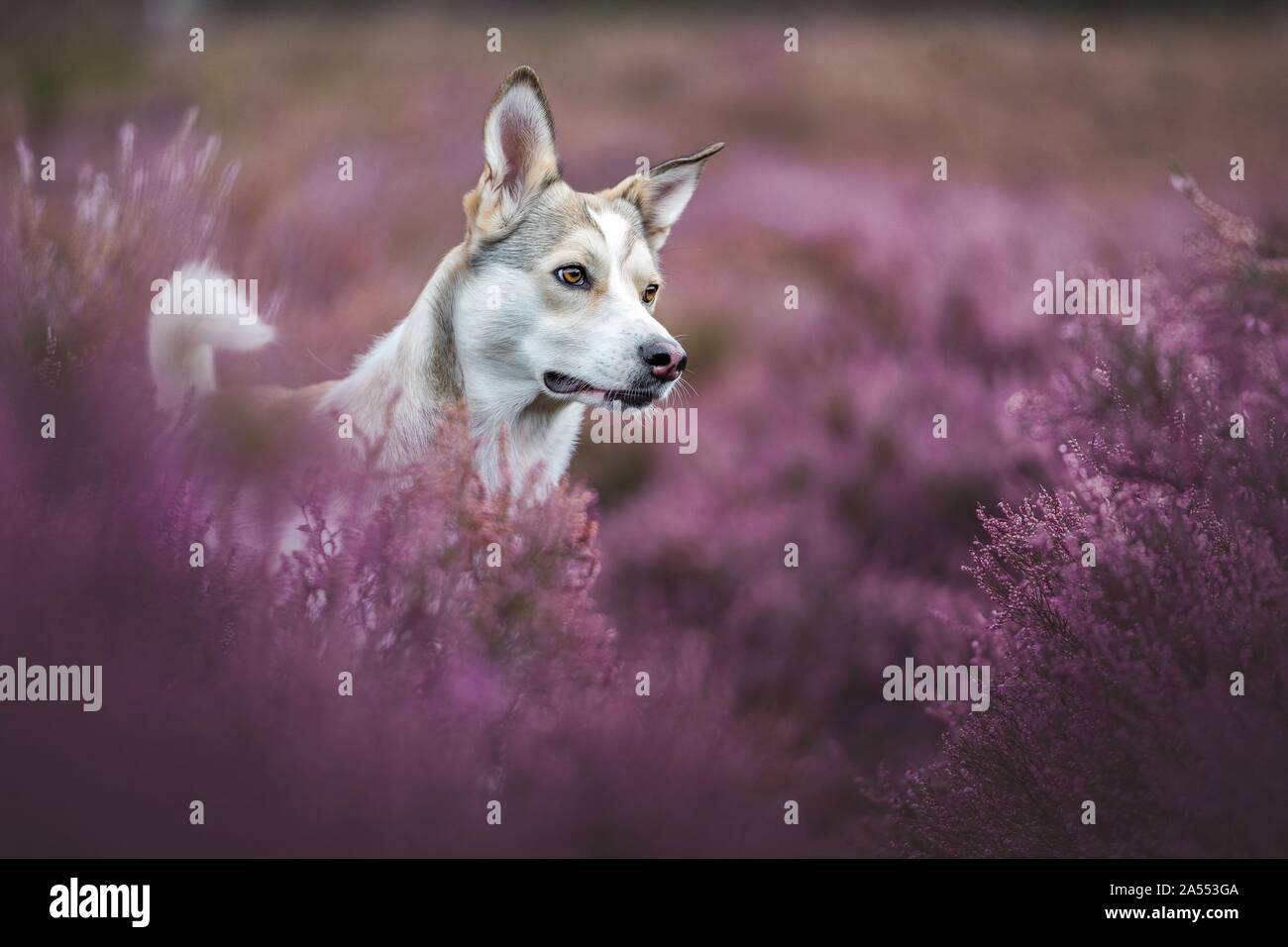 Mongrel in the heather Stock Photo